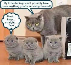 Click The Photo For More Funny And Cute Cat Videos And Photos Cutecats Cats Kittens Catvideos Funnycats Catmem Cute Cat Gif Animals Funny Cats Funny Cats