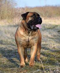 Crazy Wolf Of Blygedacht Janet Carr South African Mastiff Bull Mastiff Dogs Mastiff Dogs