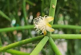 Image result for Rhipsalis baccifera