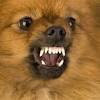 Daily dose of cutest pomeranians turn on post notifications pomeranians are the best use @justpomeranian to be featured! 3
