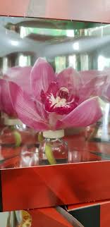 Maybe you would like to learn more about one of these? Fiori Per I Defunti Lacuocaignorante