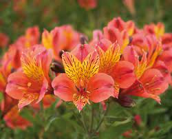 Alstroemeria Callisto Alstroemeria Plants Garden Flower Beds