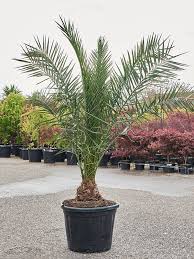 Image result for Phoenix canariensis