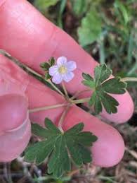 Image result for Geraniaceae