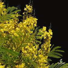 Image result for Schizolobium parahyba