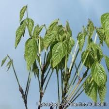 Image result for Dolichos kilimandscharicus