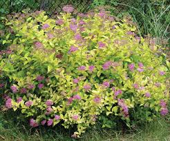 You can utilize evergreen trees, blooming plants, and a variety of perennials to whenever you are landscaping yourself, it is important to include things other than plant life in your landscape. Bush Plant Britannica