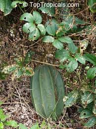 Image result for Telfairia occidentalis