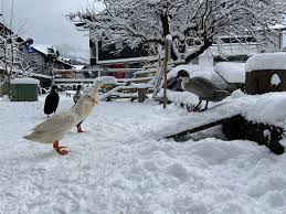 Snowbunnys Backpackers Hostel Updated 2022 Kitzbuhel Austria