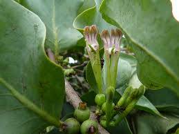 Image result for Tapinanthus