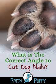 Pin On Dog Grooming