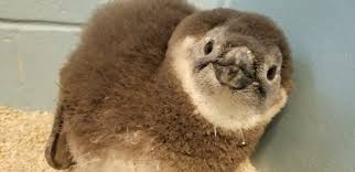 The only way to do that, i think, would be to move to some place that has penguins and try to participate. Fb Live Answers Penguin Chick Mystic Aquarium