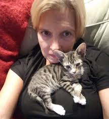 Adopt kit kat kitten in boca raton