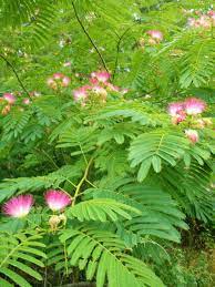 Mimosa Tree In Delaware They Smell Unbelievably Good Mimosa Tree Plants That Attract Butterflies Plant Leaves
