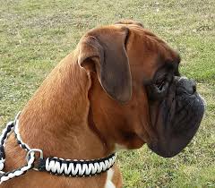 Pin By Pe On Boxers Boxer Dogs Boxer Mom Boxer And Baby