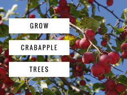 Maybe you would like to learn more about one of these? How To Grow Crabapple Trees Gardening Channel