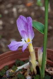 Image result for Siphonochilus rhodesicus