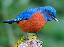 Image result for Clutia monticola