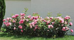 I beg your pardon, i never promised you a rose garden / along with the sunshine there's gotta be a little rain sometime / when you take you gotta give so live and let live or let Beetrosen Online Kaufen Die Besten Reich Und Dauerbluhenden Beetrosen Sorten