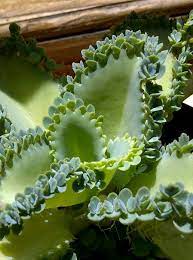 They are tolerant to drought so don't worry about troubles with watering. Pin On Aruba S Flora And Fauna