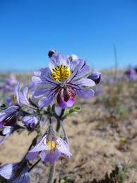 Image result for Schizochilus