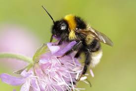 Image result for Bombus vestalis