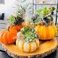 Botanical Succulent Pumpkin Workshop event image