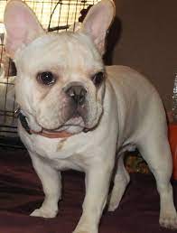 French bulldog litter of puppies for sale near florida, port orange, usa. French Bulldog Puppies For Sale Defuniak Springs Fl 257631