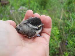 Your bird will bathe herself. What Do Baby Birds Eat How To Feed Wild Baby Birds And Food