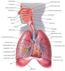 Human Anatomy Ken To Fude No Ryu Kenshu Kai Karate Hanshi Solly Said Human Respiratory System Respiratory System Human Anatomy And Physiology