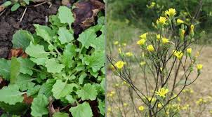 Zeigerpflanzen Sagen Was Der Garten Braucht Waschbar Magazin Pflanzen Naturgarten Garten
