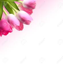 Check spelling or type a new query. Wallpaper Bunga Bergerak Pink Flower Petal Tulip Plant Close Up Flowering Plant Branch Sky Spring 1136175 Wallpaperkiss