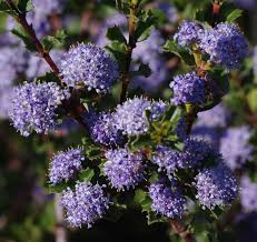 Cuneatus) and coastal arctostaphylos and ceanothus communities will likely come under threat if fog decreases. California Lilac Ceanothus