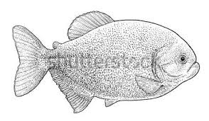 How do you draw cute fish? Catfish Fish Illustration Drawing Engraving Line Art Realistic Vector Illustration C Jenesesimre 7888442 Stockfresh