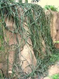 Image result for Cissus quadrangularis