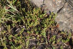 Image result for Laurembergia repens