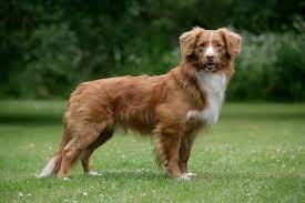 Or any of their employees incur any responsibility. Nova Scotia Duck Tolling Retriever Jackys Hunde Wiki Fandom