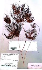 Image result for Eleocharis confervoides