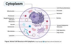 Under the microscope, an animal cell shows many different parts called organelles, that work together to keep the cell functional. Animal Cell Definition Structure Parts Functions And Diagram