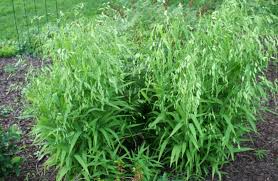 Image result for Neoschumannia cardinea