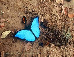 La Mariposa Morpho Azul Amazon Aid Foundation