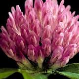 Red Clover: Usefulness and Safety | NCCIH