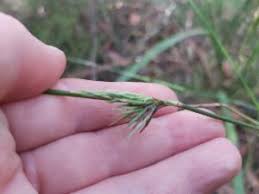 Image result for Entolasia