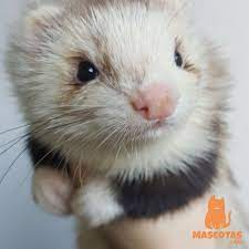 Hurones Caracteristicas Tipos Y Cuidados Mascotas Y Mas Hurones Mascotas Animales