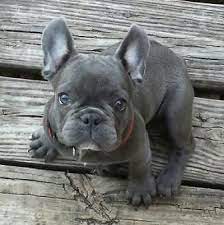 Im Looking For A Blue French Bulldog Prefer Male Solid No Brindle Please Let French Bulldog Puppies French Bulldog Blue Brindle French Bulldog