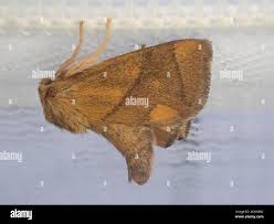 Image result for Apoda limacodes