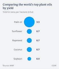 (oil palm start producing 3 yrs after planting)when fully matured a tenera spp. Palm Oil Too Much Of A Good Thing Environment All Topics From Climate Change To Conservation Dw 07 08 2018