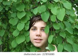 Young Weeping Willow Tree: Over 1,184 Royalty-Free Licensable Stock Photos 