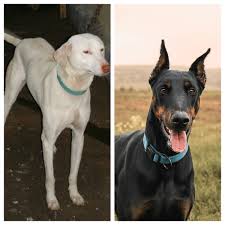 Compare Doberman Vs Rajapalayam Dog Difference Between Doberman Rajapalayam Updated on 11th july 2020) rajapalayam all puppies sold! compare doberman vs rajapalayam dog