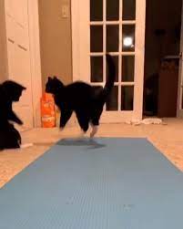 the cutest kitties videos cute cat gif cute cats kittens funny